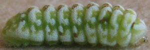 Ionolyce helicon hyllus - Final Larvae